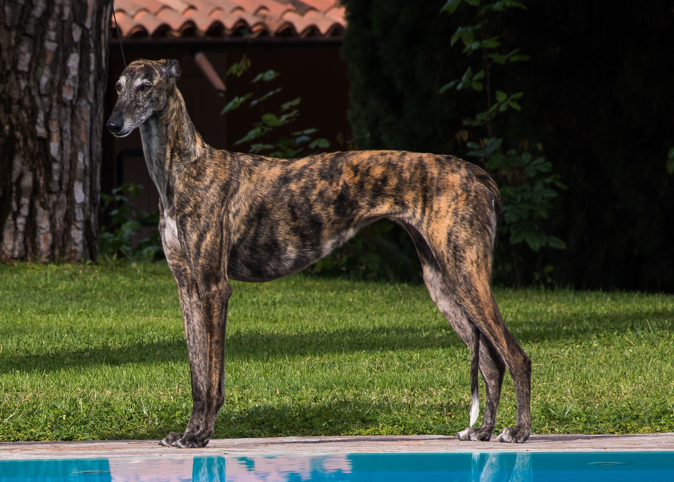 Galgo Español - levriero spagnolo